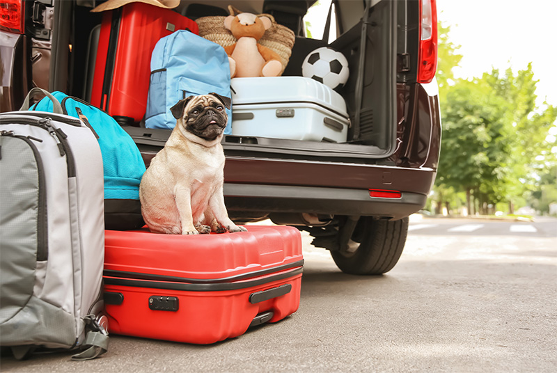 A car full of suitcases, and a pug,  ready to go on vacation.